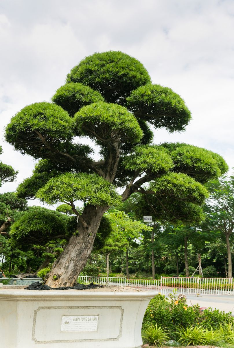 tác dụng của cây tùng la hán toàn jp