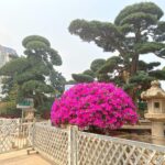 Mẹo chăm sóc cây hoa đỗ quyên